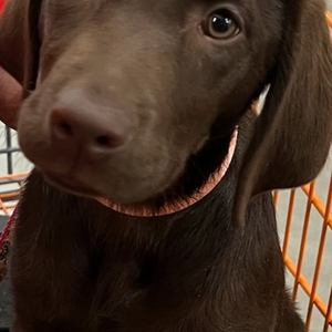 Fundraising Page: Dianne Greiner